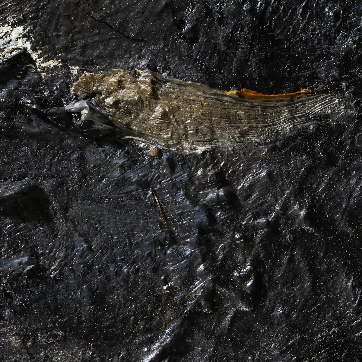 inscription bc8c73ad670d14432b486e1706adf16528eaa6c2f4c0821fa7225dde1bc160d8i0