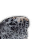 inscription be0d08c34ec5c8404caba54a577d4d4cf12dc43911c580a6fe7d2204e784c0f0i31